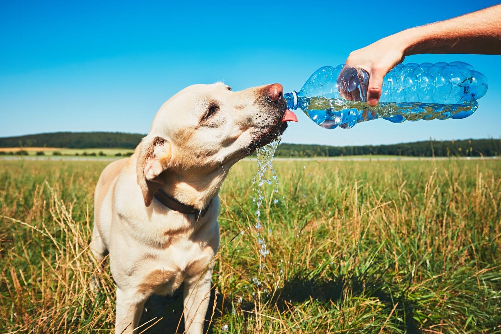 Heimtiere Trinkwasser: Ausreichend zum Trinken anbieten